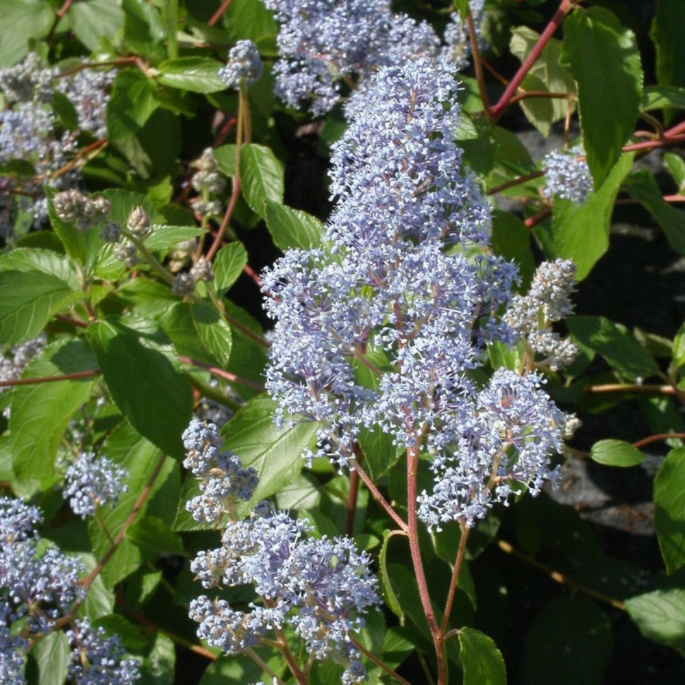 Céanothe, lilas de californie gloire de versailles pot de 3l - 20/40 cm