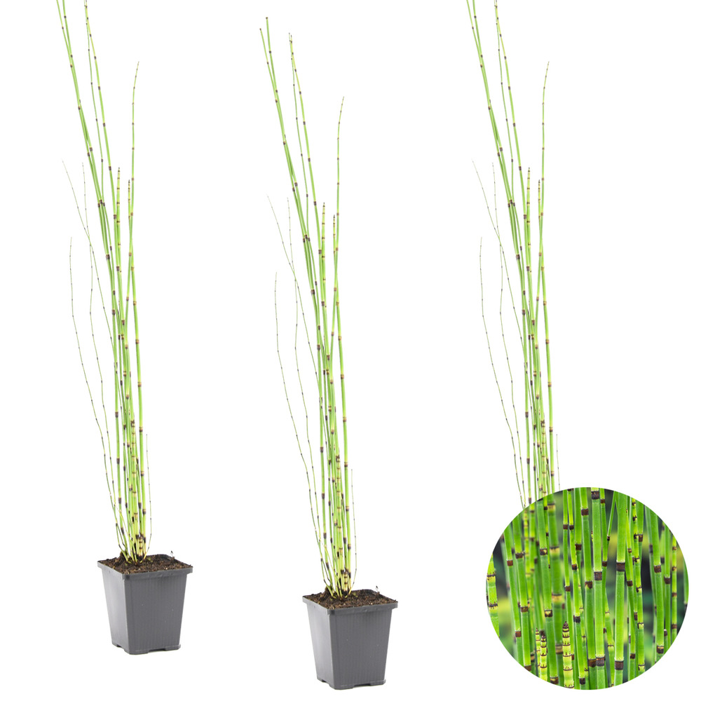 Lot de 3 - equisetum japonicum - prêle du japon - plantes de bassin - hauteur 20-30 cm - pot 9 cm