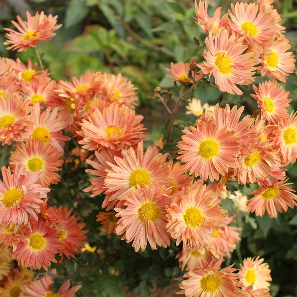 Chrysanthème des fleuristes 'cottage apricot' pot de 2l/3l