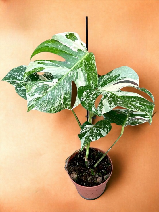 Monstera deliciosa variegata