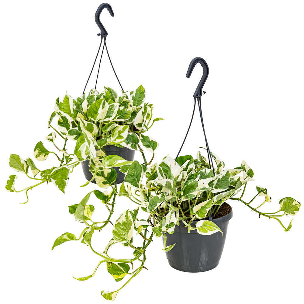 Lot de 2 scindapsus n-joy - lierre du diable - 20-30 cm - pot ø15 cm