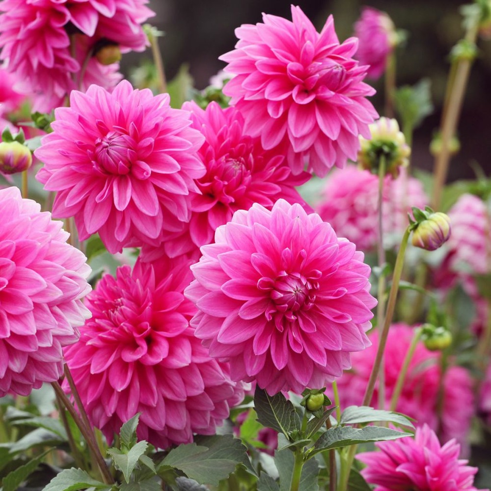 Dahlia pompon 'pink sylvia' bulbe calibre i