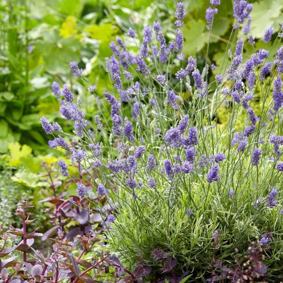Lavande platinum blonde® 'monparler' pot de 3l - 20/40 cm