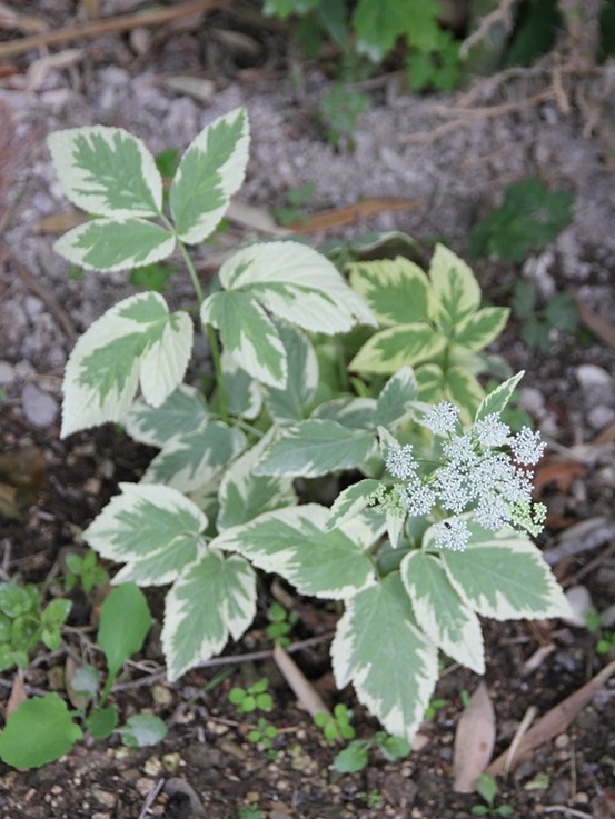 Herbe aux goutteux 'variegatum' pot de 2l/3l