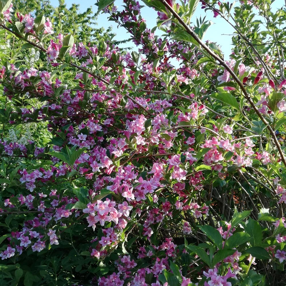 Weigela 'stelzneri' pot de 7,5l/10l