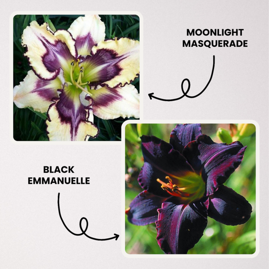 Offre hemerocalles plante vivace - 6 godets