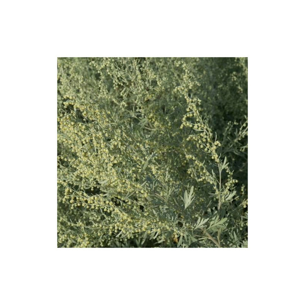 Absinthe lambrook silver godet - 5/20 cm