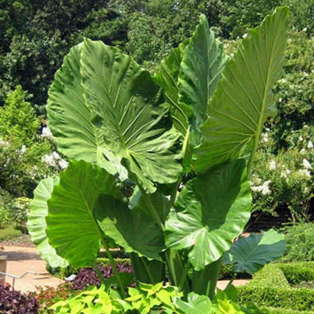 Alocasia calidora (oreille d'éléphant, taro) taille pot de 7 litres ? 80/100 cm