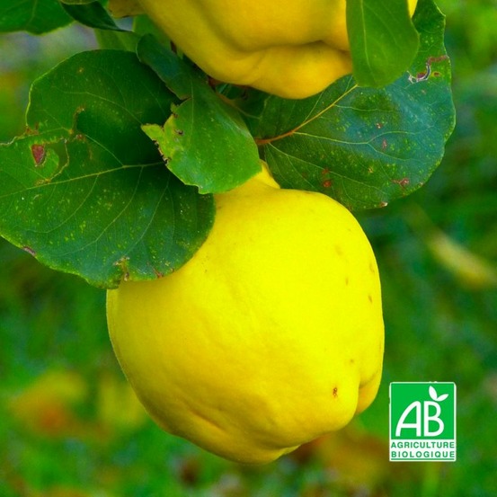 Cognassier 'champion' bio (cydonia oblonga 'champion')