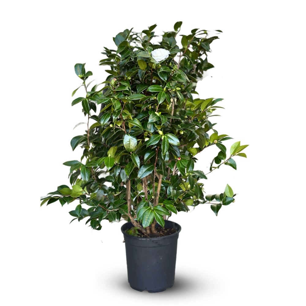 Camellia japonica - plante fleurie - ↕ 110-120 cm - ⌀ 30 cm - plante d'extérieur - fleur blanche