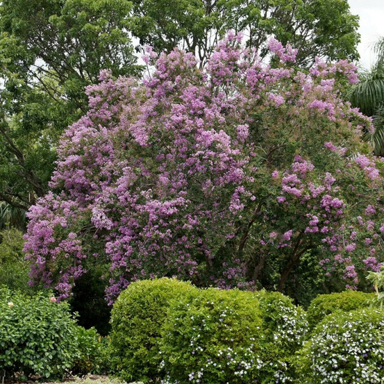 Lilas des indes terre chinoise® 'deschin 105', lagerstroemia pot de 15l