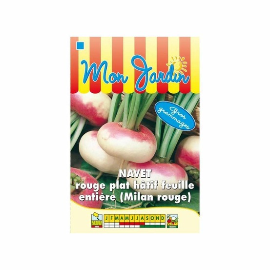 Navet rouge plat hâtif à feuille entiÚre GROS