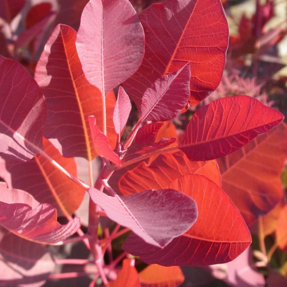Arbre à perruque grace, cotinus pot de 1,5l - 20/50 cm