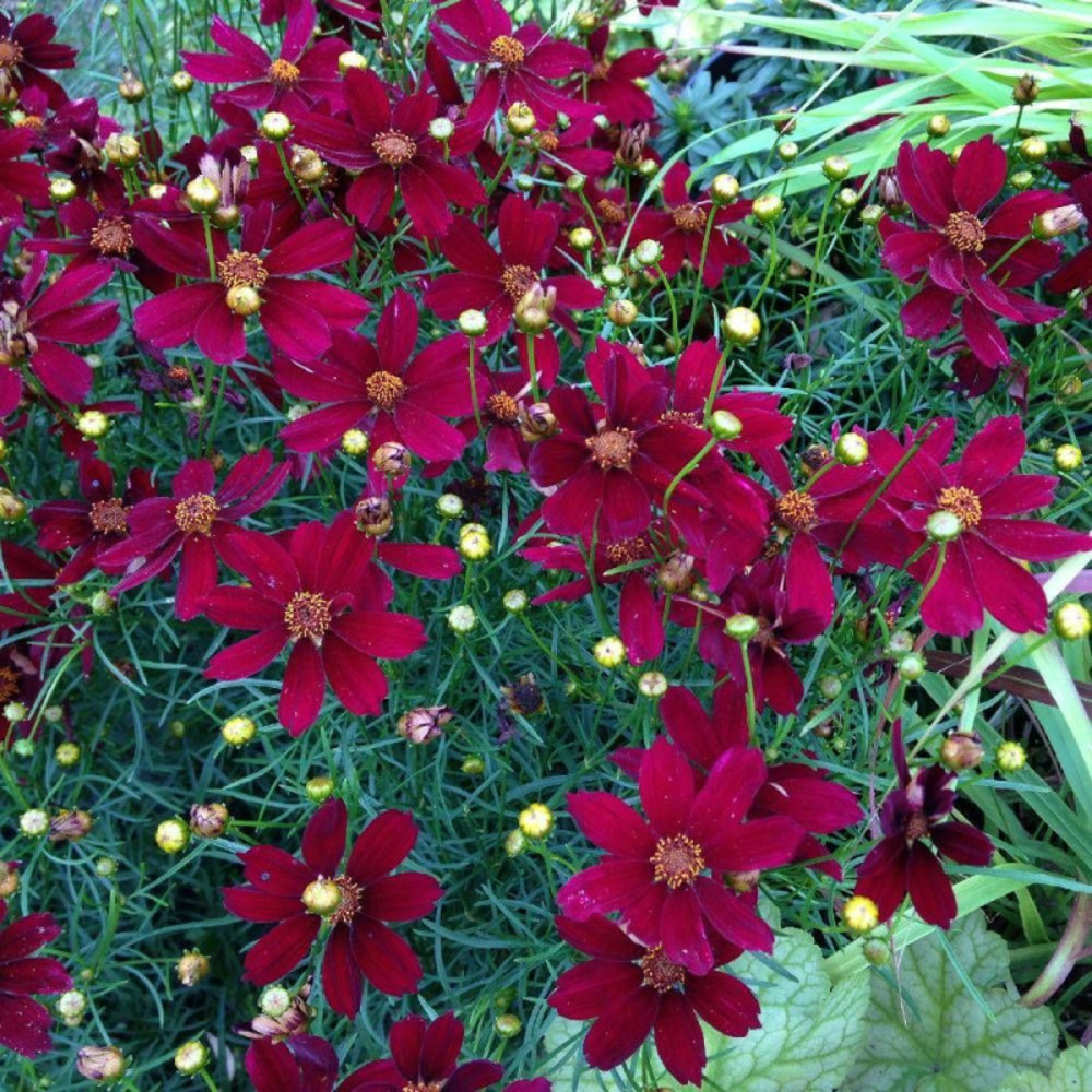 Coréopsis red satin lot de 5 godets