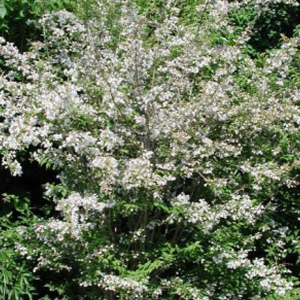 2 x buisson de beauté - kolkwitzia amabilis  - 30-50 cm pot
