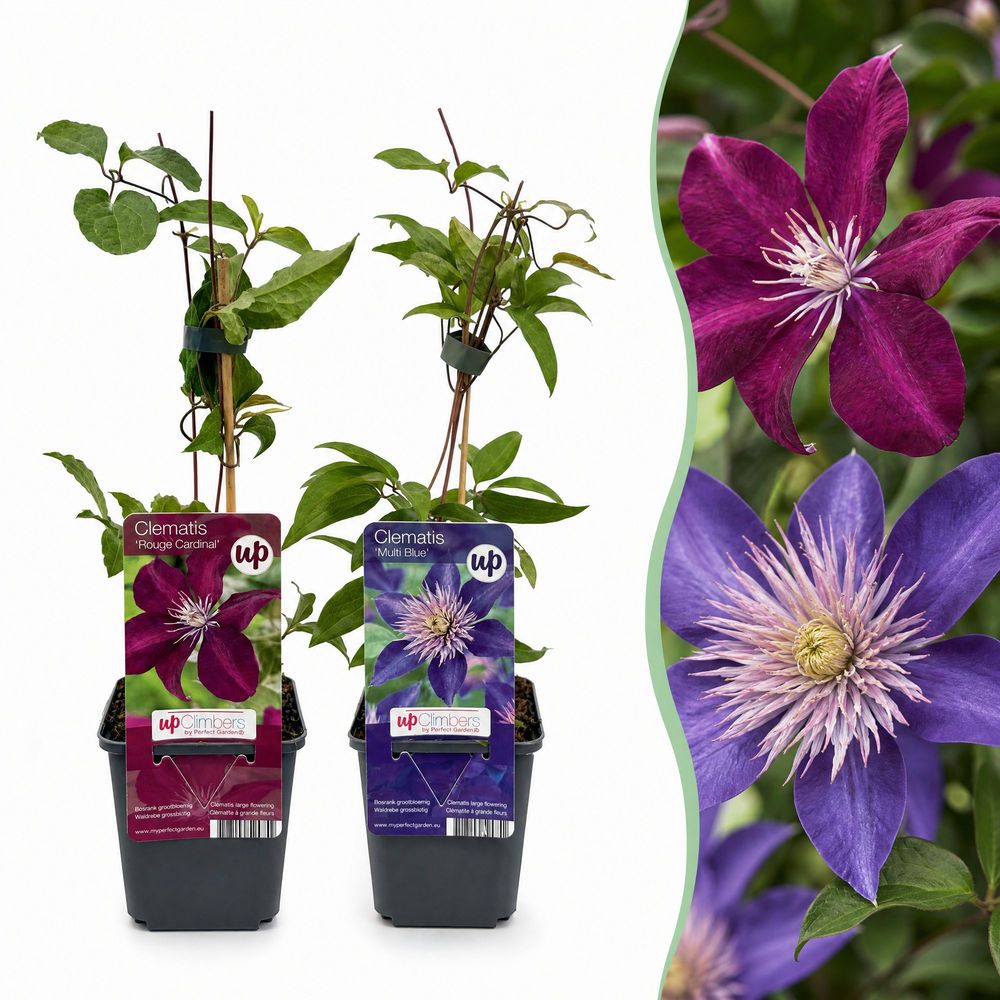 Clématite grimpante duo bleu et rouge - lot de 6 - ø9cm - ↕35cm - plante d’extérieur