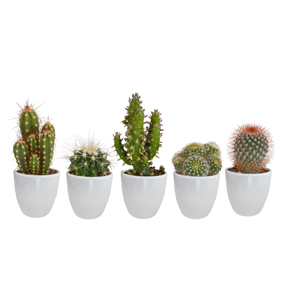 Mélange de cactus 5,5 cm - 5x - pot blanc - ↕40cm - plantes d'intérieur