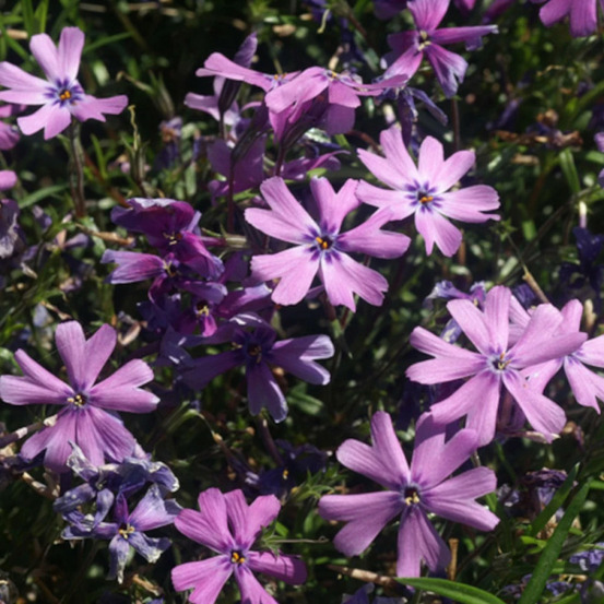 Phlox nain purple beauty, phlox mousse godet - 5/20 cm