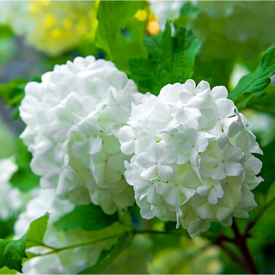 Viorne obier (viburnum opulus)