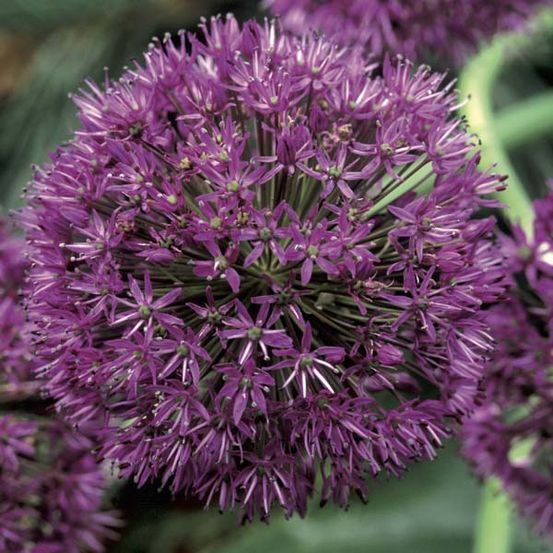 Ail d'ornement 'purple sensation' godet de 8/9 cm calibre 14+