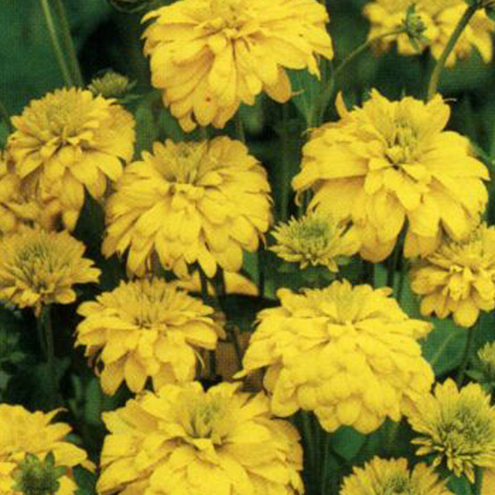 6 x rudbeckia laciniata 'goldquelle' - rudbeckia laciniata 'goldquelle' - godet 9cm x 9cm