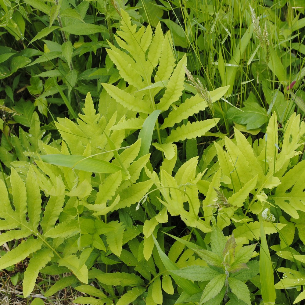 Onoclea - fougère - le pot / ø 9cm