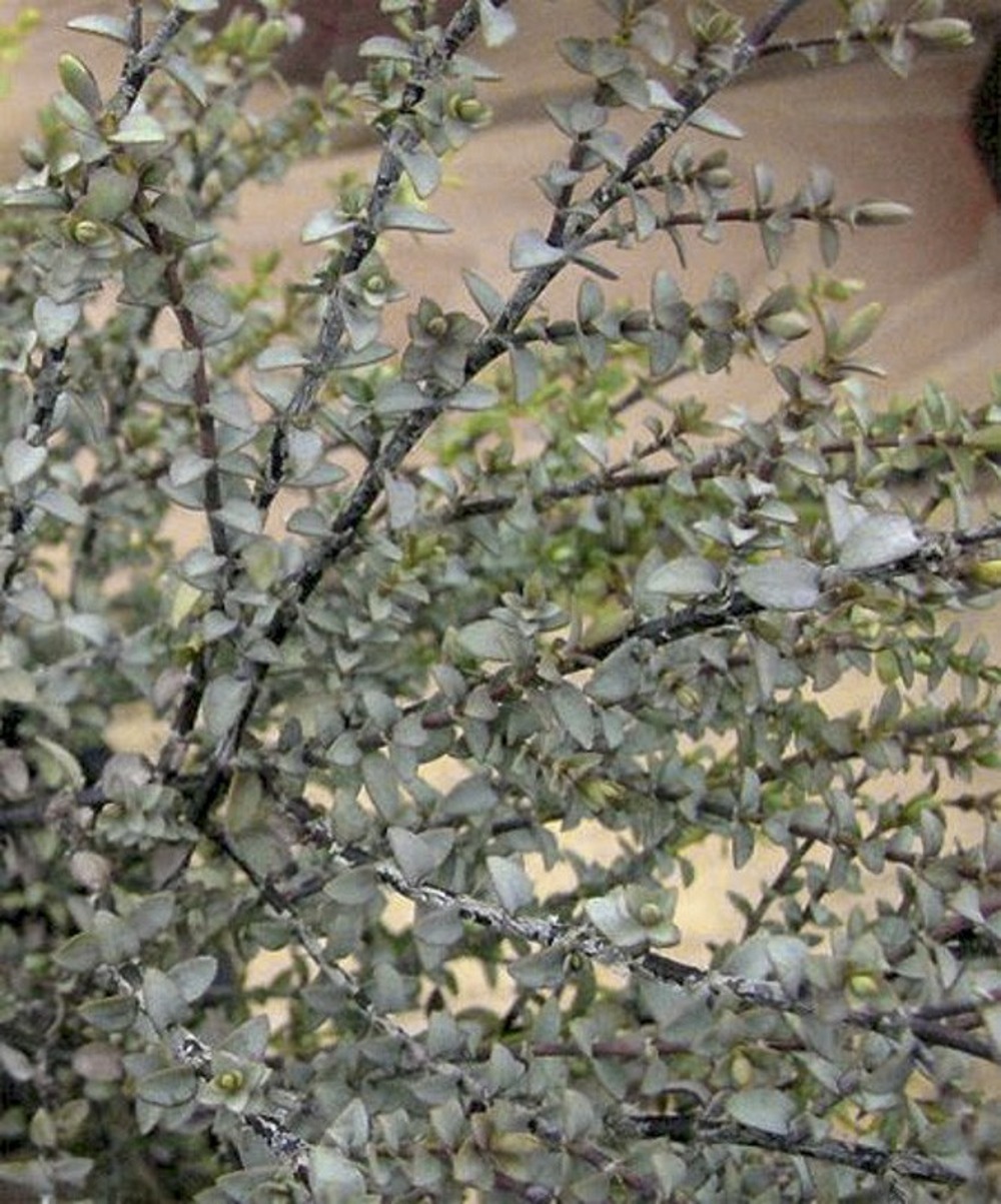 Hébé, véronique arbustive pineleoïdes 'quicksilver' godet de 8/9 cm