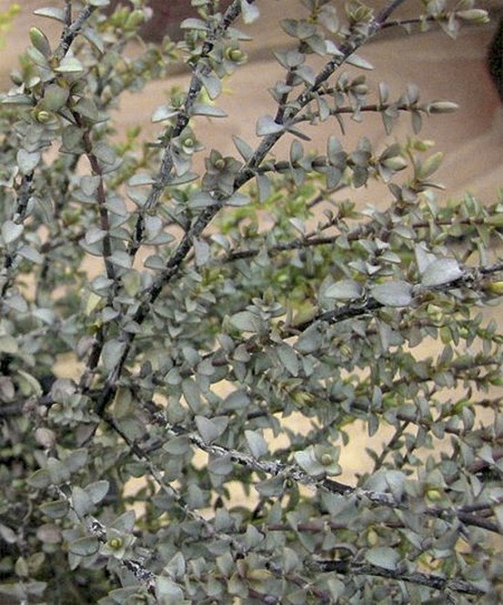 Hébé, véronique arbustive pineleoïdes 'quicksilver' godet de 8/9 cm