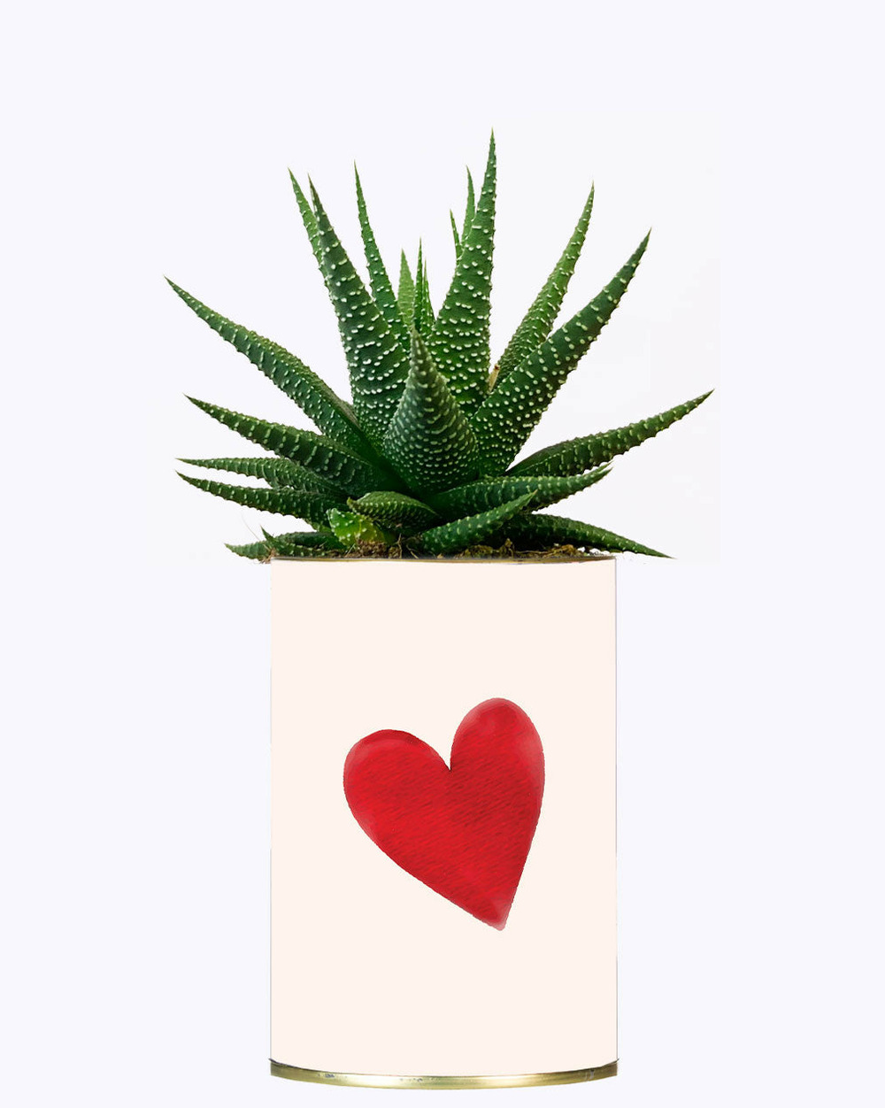 Plante drôle - je t'aime mais j'ai plus de thune - cactus