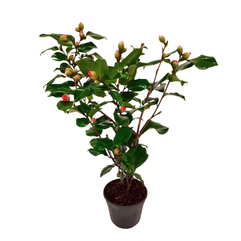 Camélia - camellia japonica 'dr. King' - hauteur 50-60cm - ⌀15cm