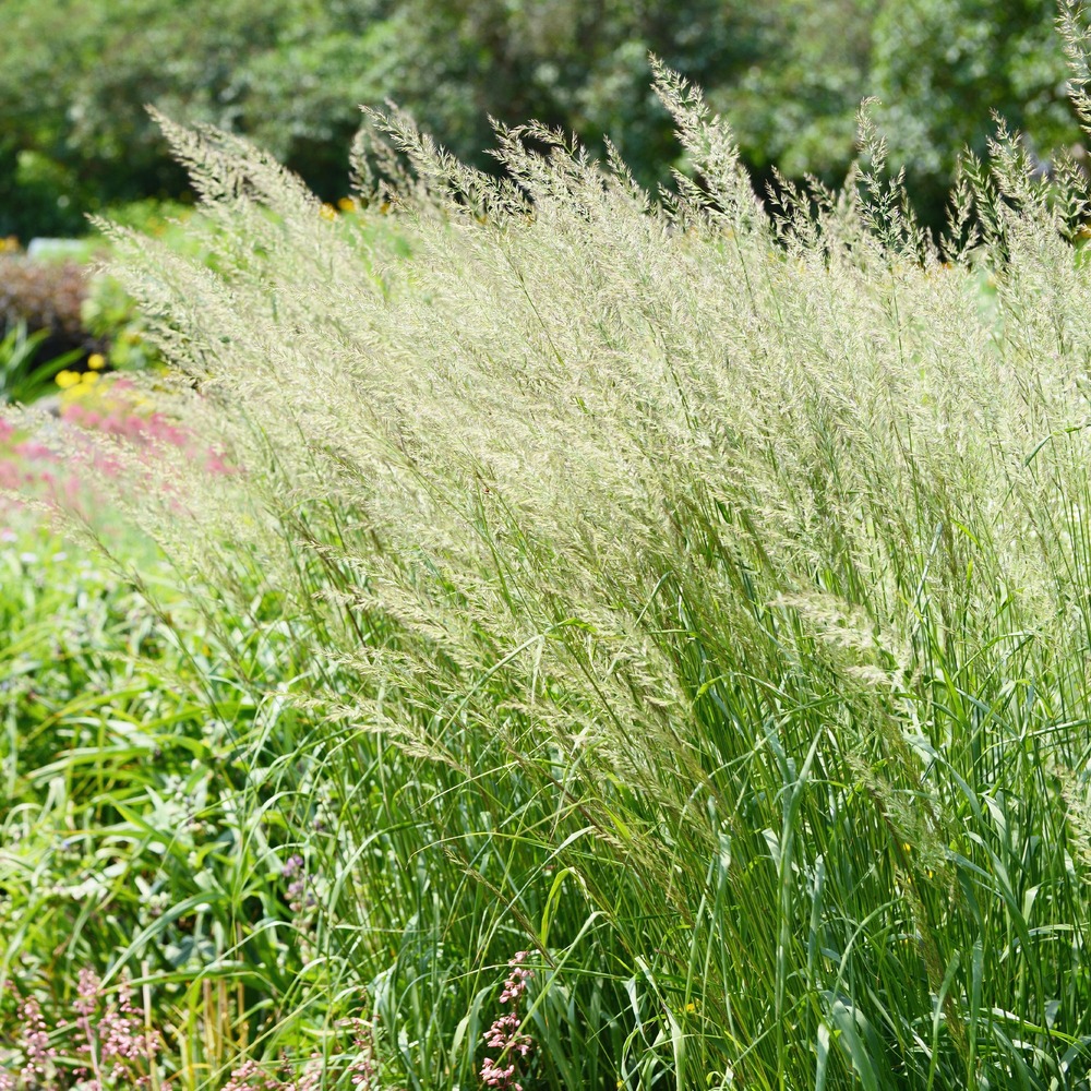 Spodiopogon sibiricus - le pot / ø 9cm