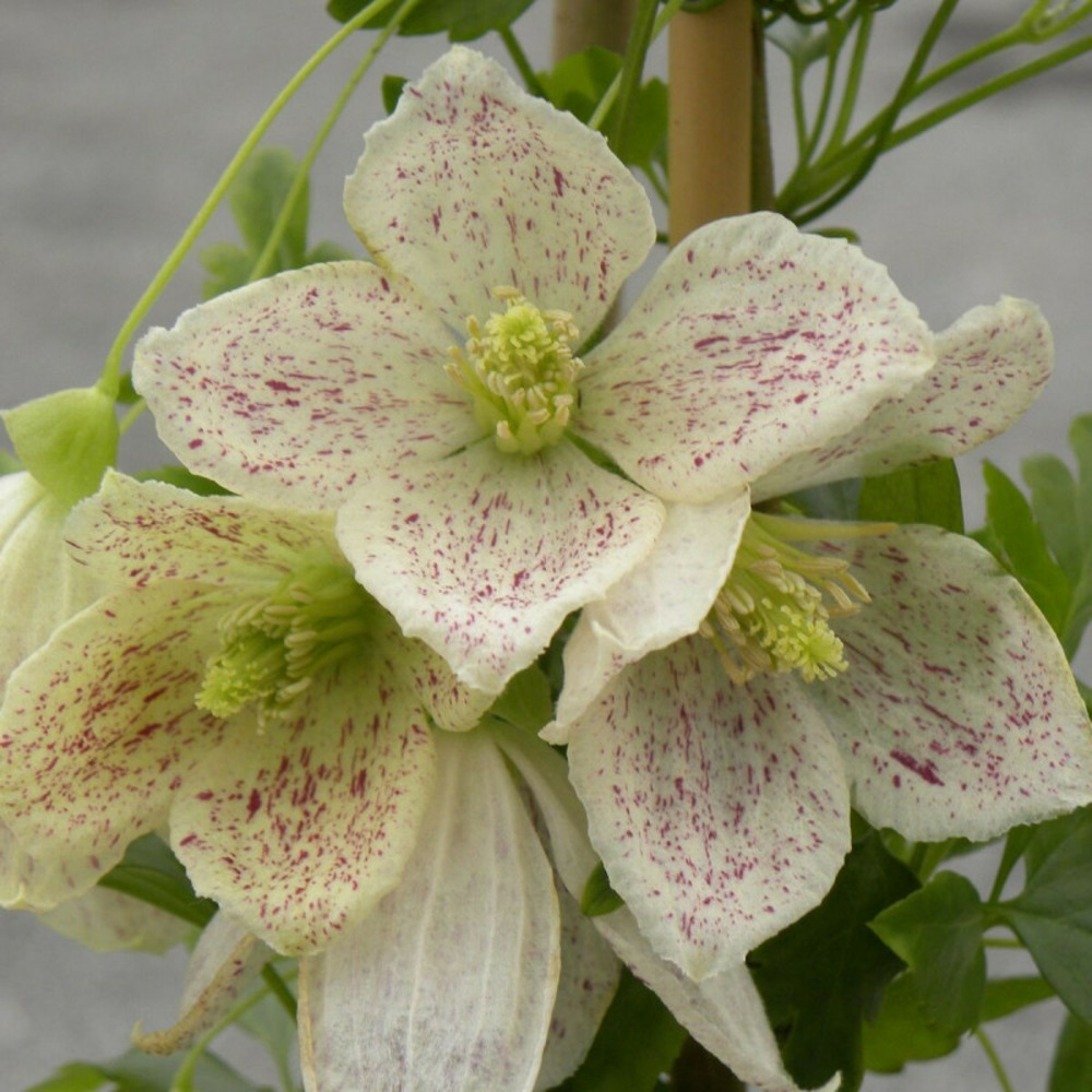 Clématite cireuse cirrhosa winter parasol® pot de 3l - echelle bambou 60/120 cm