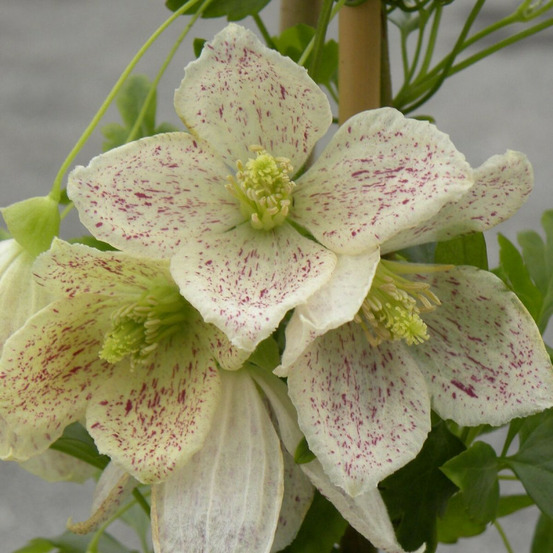 Clématite cireuse cirrhosa winter parasol® pot de 3l - echelle bambou 60/120 cm