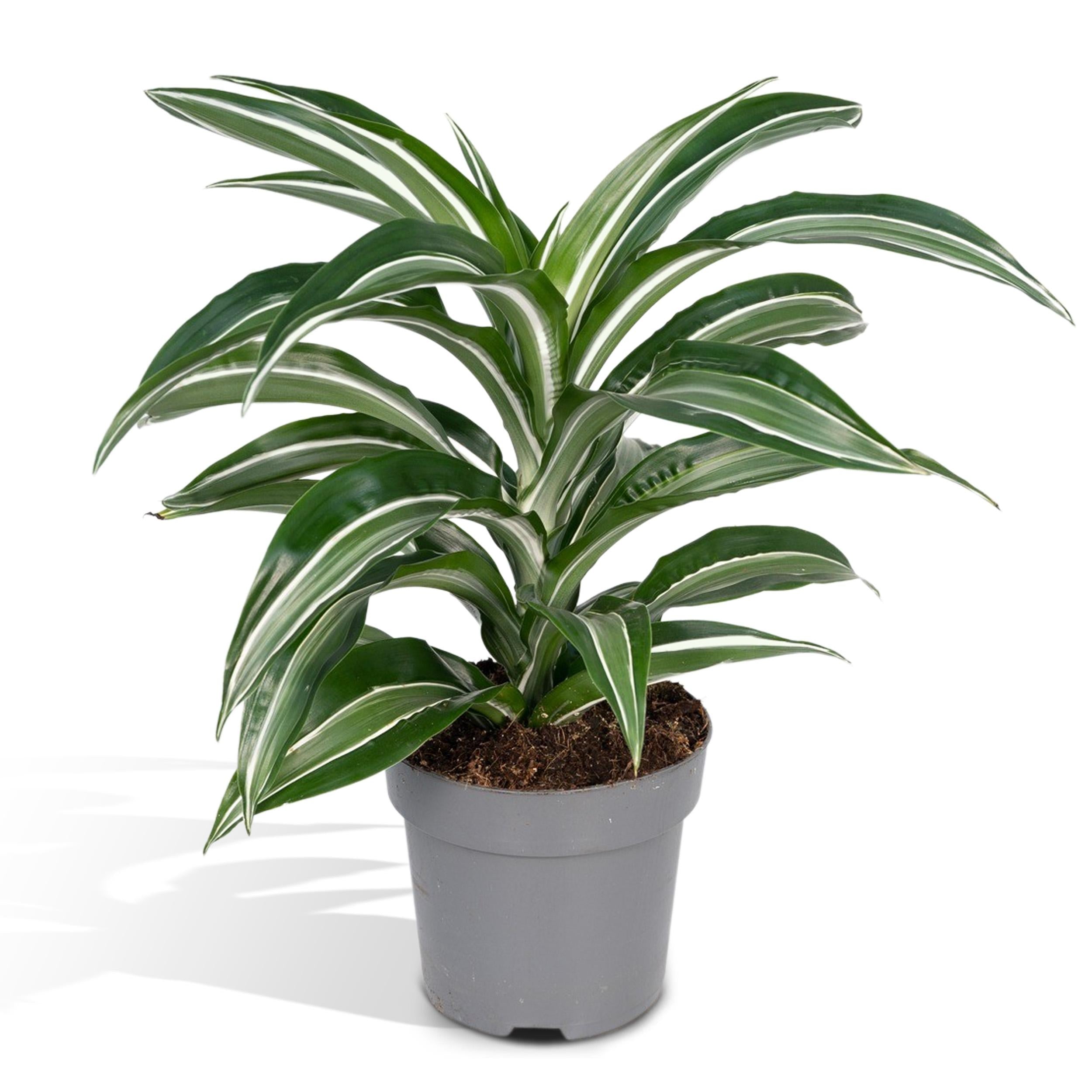 Plante d'intérieur - dracaena 'fragrans wit bont' 40cm