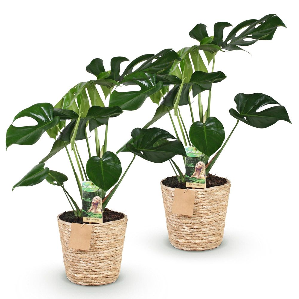 Monstera deliciosa - plante à trous - lot de 2 plantes - pot de 17cm - hauteur 50-55cm