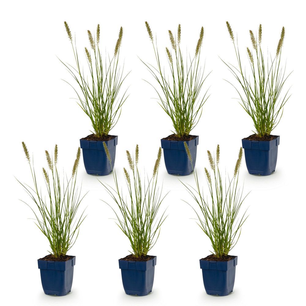 Pennisetum 'hameln' - lot de 6 - pot 11 cm - hauteur 25 cm - plante d'extérieur