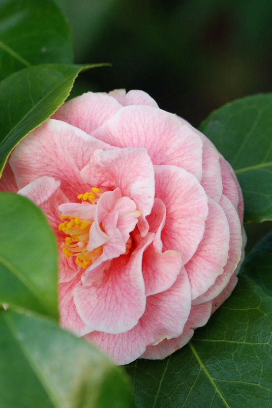 Camélia 'bonomiana' - en pot de 1 litre