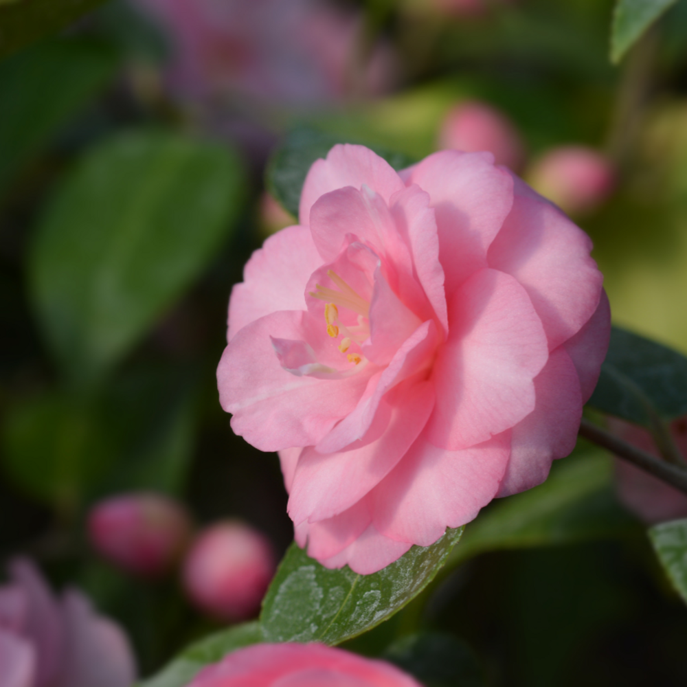 Camélia du japon spring festival - camellia japonica spring festival 50/60cm