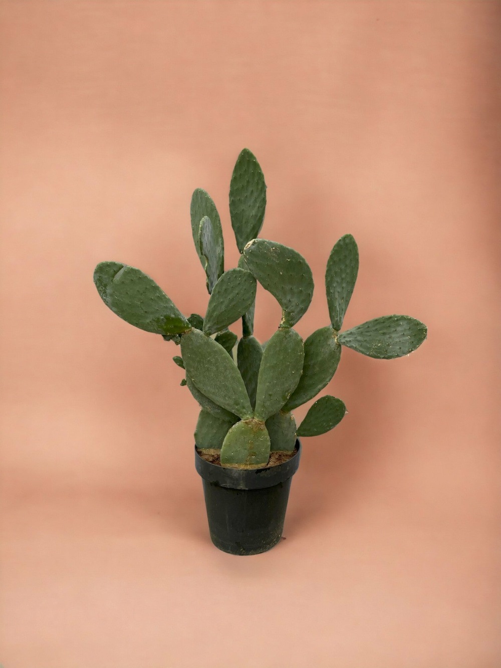Plante d'intérieur - opuntia ficus indica 140cm