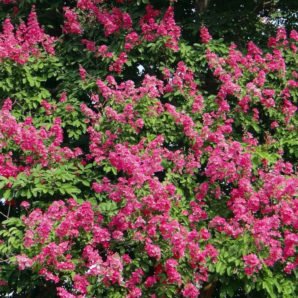 Lilas des indes houston, lagerstroemia pot de 3l - touffe