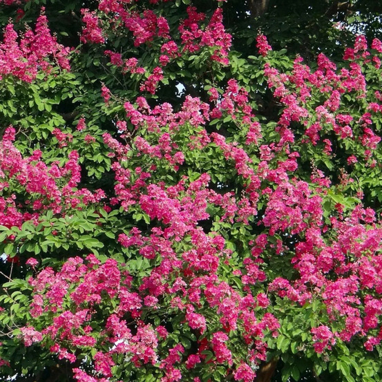 Lilas des indes houston, lagerstroemia pot de 3l - touffe