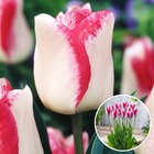 Tulipa mata hari - bulbes à fleurs x15 - tulipe - rose, blanc - bicolore