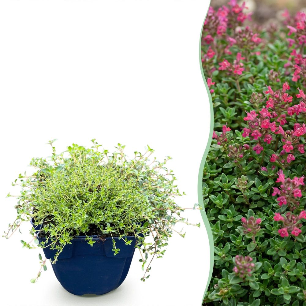 Thym rampant red carpet - 24 plants - h 15-25 cm, pot ø11 cm