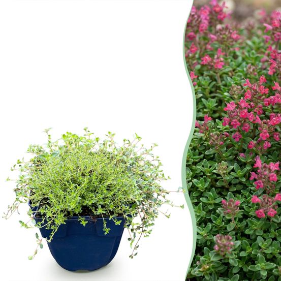 Thym rampant red carpet - 24 plants - h 15-25 cm, pot ø11 cm