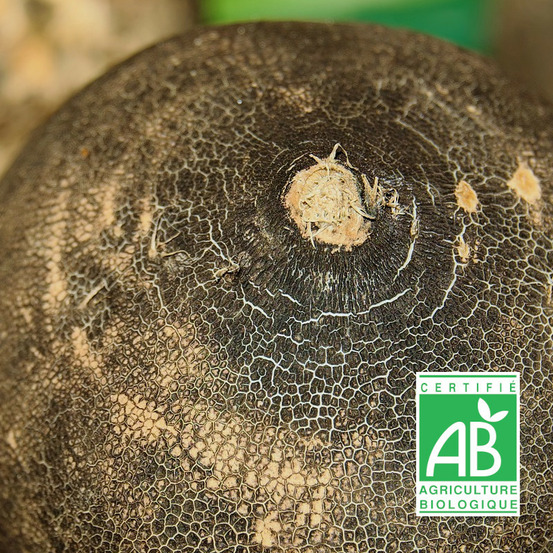 Graines de radis noir gros long d'hiver de paris - sans traitement sachet