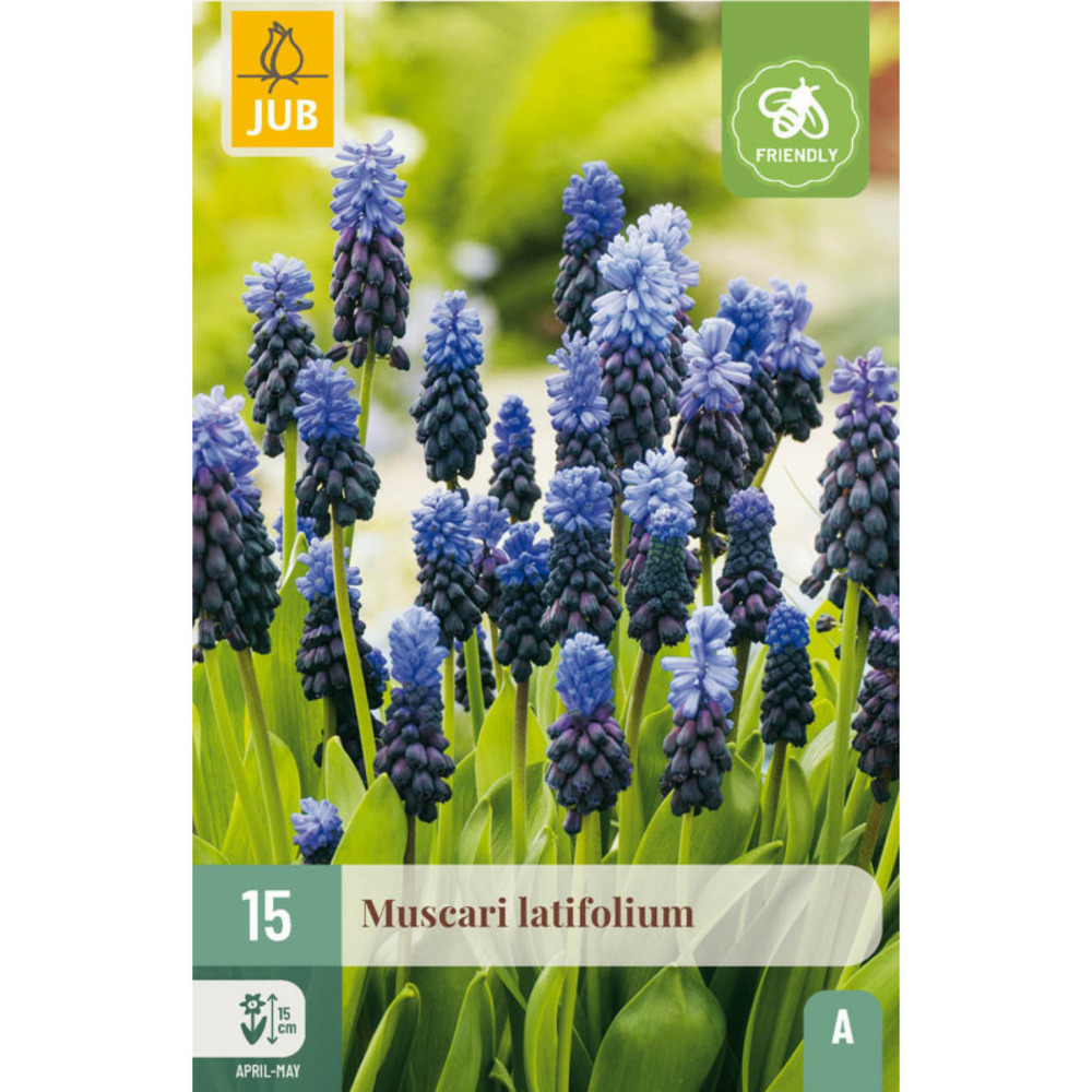 15 bulbes muscari latifolium bleu