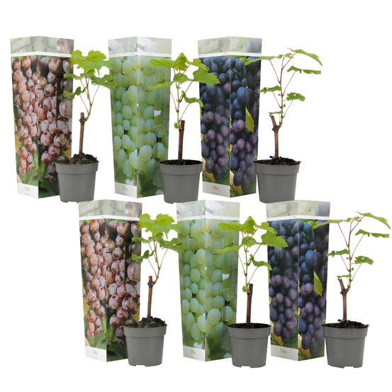 Vigne à raisin - set de 6 - vitis vinifera - hauteur 25-40cm - ⌀9cm