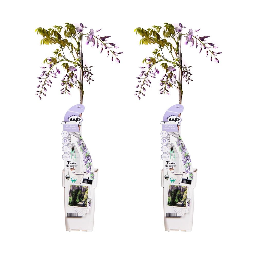 Lot de 2 - wisteria sinensis 'caroline' - h65 cm - ø15 cm - plante d'extérieur