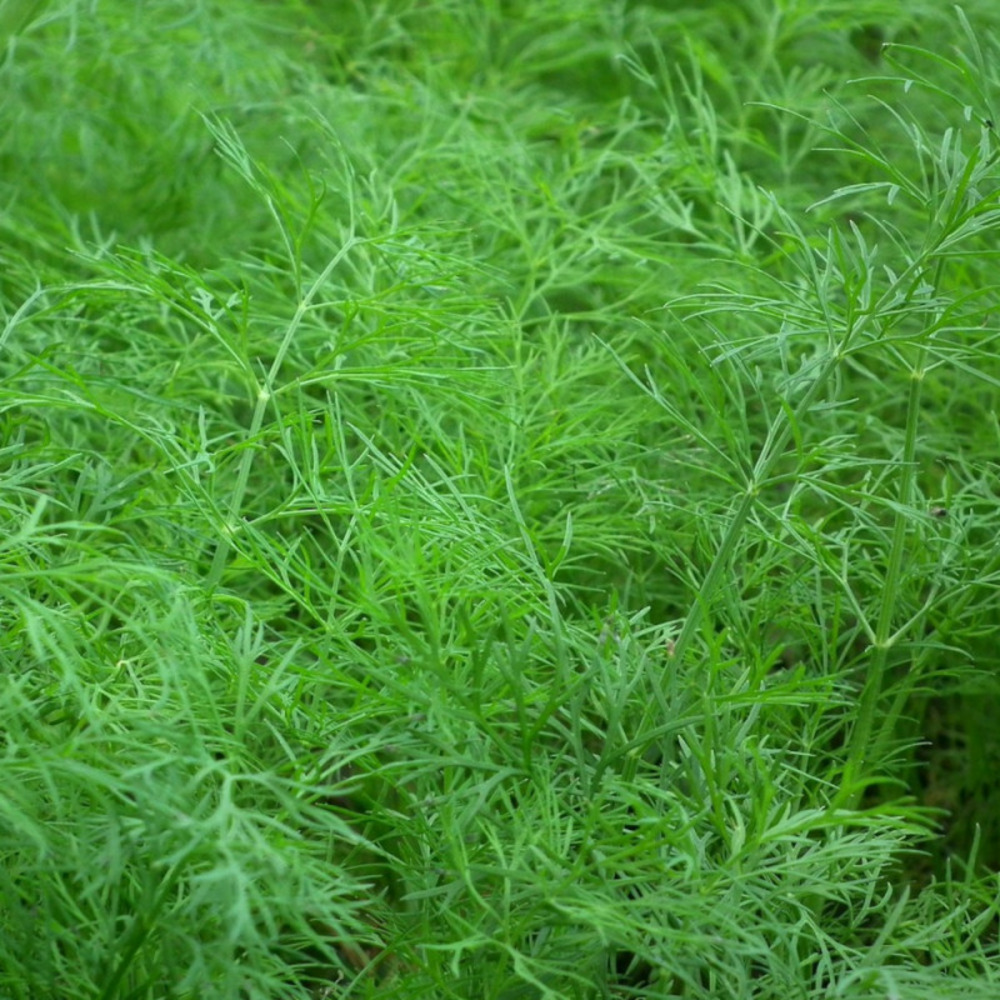 Graines d'aneth commune - sans traitement - vilmorin sachet