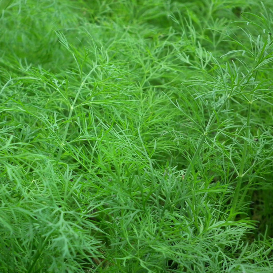 Graines d'aneth commune - sans traitement - vilmorin sachet